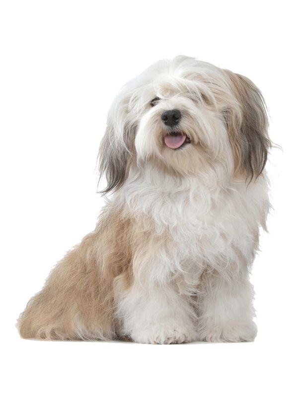 Grain-Free Dry Dog Food