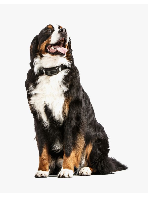 Protein High Meat Canned Dog Food 