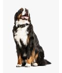 Protein High Meat Canned Dog Food