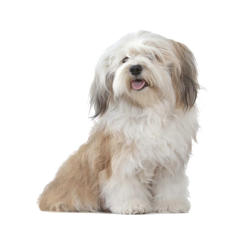 Grain-Free Dry Dog Food