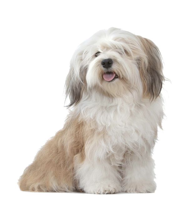 Grain-Free Dry Dog Food