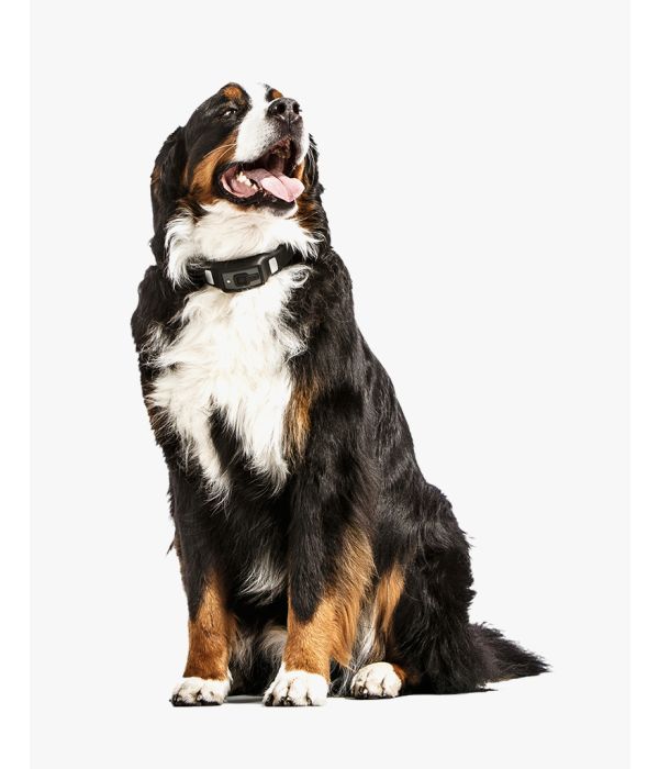 Protein High Meat Canned Dog Food 