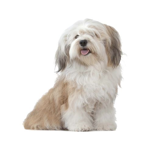 Grain-Free Dry Dog Food