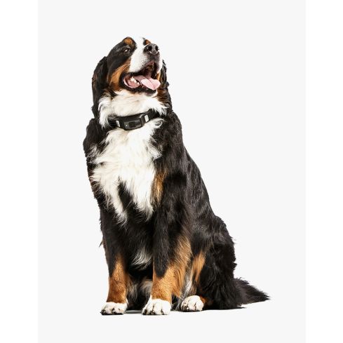 Protein High Meat Canned Dog Food 
